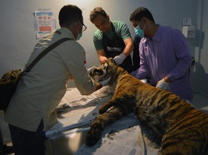 Malang Nasib Harimau Sumatera, Kaki Buntung lalu Mati Oleh Jerat Babi