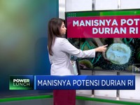 Video: Manisnya Potensi Durian RI