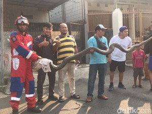 Menggeliat! Ular Besar Ini Berontak Ketika Dievakuasi Damkar di Jaktim