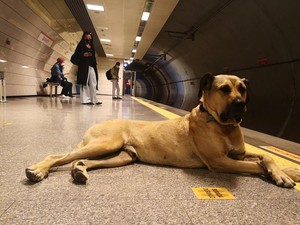 Rencana Pemerintahan Erdogan Berantas Anjing Liar
