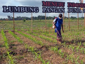 Pakar UGM Sebut Rencana Prabowo buat Swasembada Pangan Tidak Mudah, Apa Tantangannya?