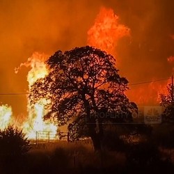Kebakaran Dasyat Hanguskan Ratusan Ribu Hektar Hutan di California