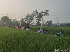 Sensasi Makan di Tepi Sawah Musi Rawas dengan Pemandangan Perbukitan