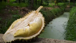5 Fakta Durian Kanyao, Durian Mahal yang Pernah Terjual Rp 680 Juta