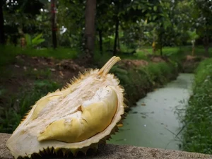 5 Fakta Durian Kanyao, Durian Mahal yang Pernah Terjual Rp 680 Juta