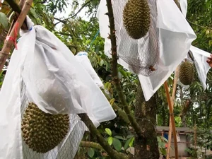 Fakta Durian Kanyao Termahal di Dunia hingga Masak Mie Pakai Setrika