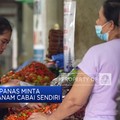 Harga Naik, Bapanas Minta Masyarakat Tanam Cabai Sendiri