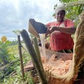 RI Punya Potensi Lahan Sagu Terbesar Di Dunia, Ini Lokasinya