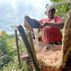 RI Punya Potensi Lahan Sagu Terbesar Di Dunia, Ini Lokasinya