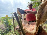 RI Punya Potensi Lahan Sagu Terbesar Di Dunia, Ini Lokasinya