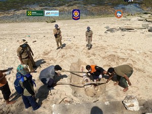 Bangkai Lumba-lumba Sepanjang 2 Meter Terdampar di Pantai Gunungkidul