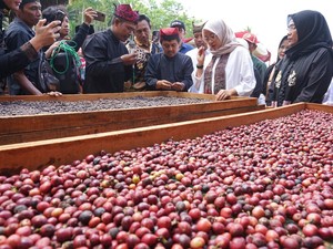 Kemenkumham Verifikasi Kopi Robusta Banyuwangi