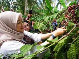 Kopi Robusta Banyuwangi Kini dalam Proses Raih Status Indikasi Geografis