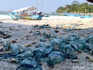 Saat Ubur-ubur Penyengat Serbu Pantai Pangandaran