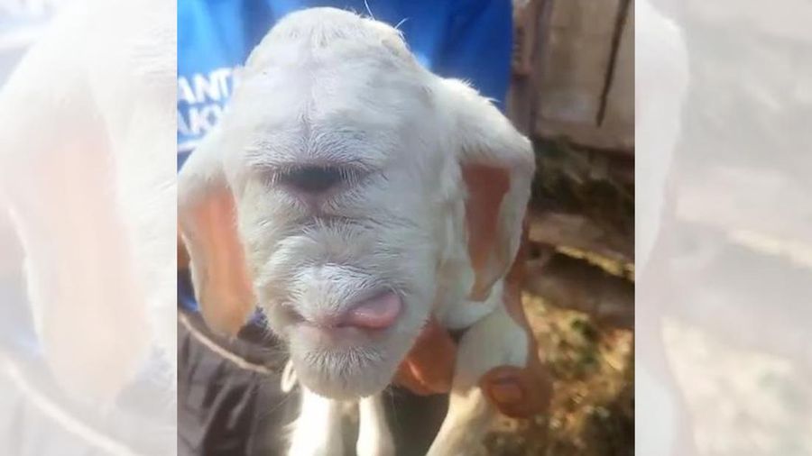Domba bermata satu di Cianjur. (Dok. Istimewa Via Detikcom)