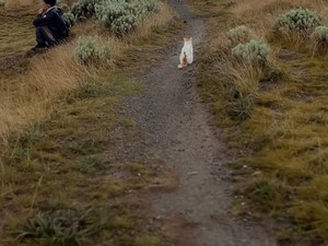 Kucing Gemoy Lucu Muncul di Alun-alun Gunung Gede Pangrango, Ia Jadi Viral