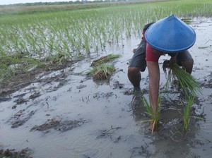 BRIN Kembangkan Padi Tahan Kadar Garam, Kini Panen di Lahan Bekas Rob