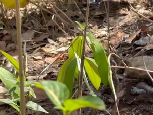 Viral Warga Lombok Temukan Mayat Bayi Dikerumuni Lalat di Kebun