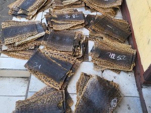 Penyelundupan 600 Kulit Ular Phyton Digagalkan Polisi KSKP Bakauheni