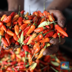 BMKG Sudah Ingatkan, Ini Biang Kerok Harga Cabai Rawit Merah Meledak