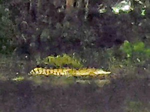 Reptil Besar Teror Warga Kedungpeluk, Jinak Saat Diberi Ikan Mujair