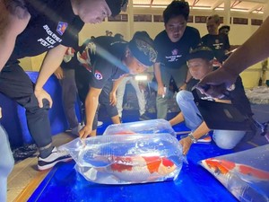 Siap-siap! Festival Koi Digelar Lagi di Buleleng, Undang Penghobi se-Indonesia
