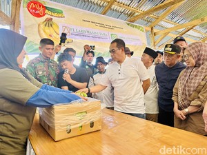 Pisang Cavendish di Bone Panen Perdana 2 Ton, Dipasarkan ke Makassar-Jakarta