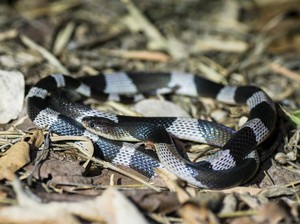 Ular Berbisa Ngumpet di Lemari Patuk Sumyati hingga Tewas