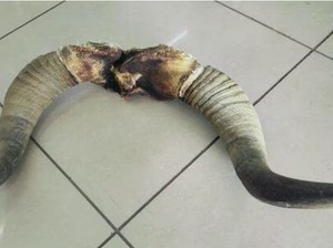 Iseng Pungut Tanduk Buat Dibawa Pulang, Turis Ditangkap di Bandara