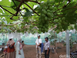 Kini Ada Wisata Petik Anggur Lho di Ponorogo, Yuk ke Sana!
