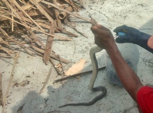 2 Kobra Jawa Lagi Kawin di Dapur Rumah Kagetkan Warga Karangdowo Klaten