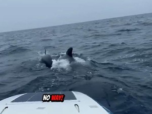 Mendayung Perahu Kecil Sendirian di Laut, Pria Didatangi Kawanan Paus