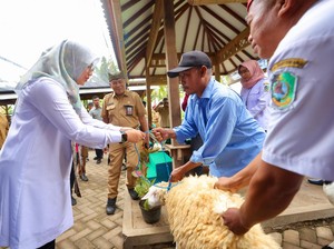 Peternak Banyuwangi Dilatih Bikin Silase, Pakan Tahan Lama-Hilangkan Bau