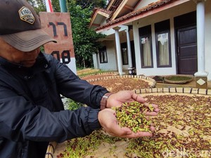 Nestapa Petani Cengkeh di Ciamis