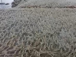 Viral Gerombolan Udang Berjalan di Atas Tanggul Muara Sungai Bone Bolango