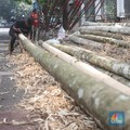 Tak Disangka! China Lebih Suka Bambu RI, Ternyata Ini Alasannya