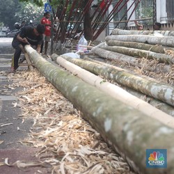 Tak Disangka! China Lebih Suka Bambu RI, Ternyata Ini Alasannya