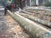 Tak Disangka! China Lebih Suka Bambu RI, Ternyata Ini Alasannya