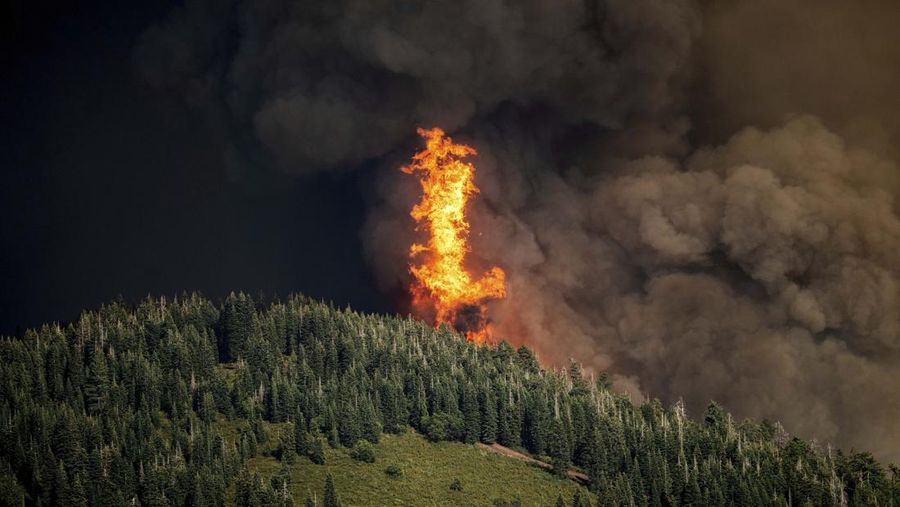 Suasana kebakaran di dekat Mill Creek di Tehama County, California, pada Rabu, (7/8/2024) Agustus 2024. (REUTERS/Fred Greaves)
