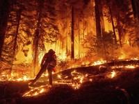 Bencana Baru Hantam AS, California 'Gosong' Terbakar
