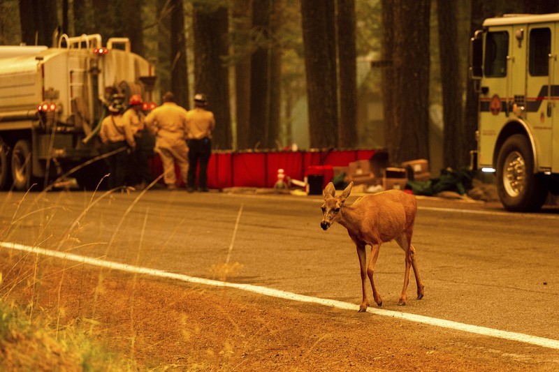 Suasana kebakaran di dekat Mill Creek di Tehama County, California, pada Rabu, (7/8/2024) Agustus 2024. (REUTERS/Fred Greaves) Suasana kebakaran di dekat Mill Creek di Tehama County, California, pada Rabu, (7/8/2024) Agustus 2024. (REUTERS/Fred Greaves)