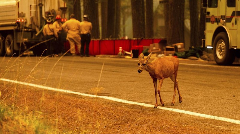 Suasana kebakaran di dekat Mill Creek di Tehama County, California, pada Rabu, (7/8/2024) Agustus 2024. (REUTERS/Fred Greaves)