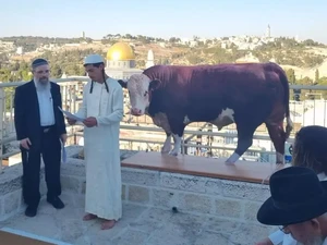 Warga Israel Latihan Ritual Sapi Merah di Sekitar Masjid Al Aqsa