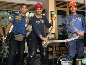 Hii! Ular Sowo Kembang 2 Meter Ngumpet di Plafon Rumah Warga Sleman