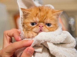 Ini Manfaat Kucing bagi Manusia Termasuk Anak-anak, Menjaga Kesehatan Mental