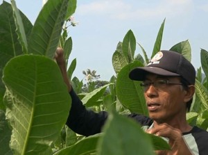 Berkah Kemarau bagi Petani Tembakau Probolinggo