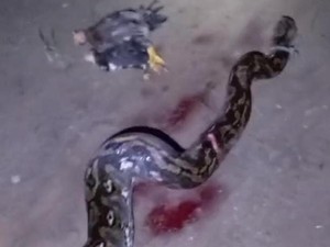 Warga Gorontalo Tangkap-Bunuh Ular Piton 5,5 Meter Usai Mangsa 2 Ayam
