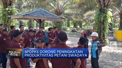 Video: BPDPKS Dorong Peningkatan Produktivitas Petani Swadaya