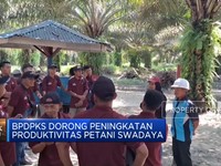 Video: BPDPKS Dorong Peningkatan Produktivitas Petani Swadaya