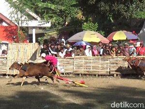 Adu Kecepataan Joki Remaja Saat Lomba Karapan Sapi Peringati HUT RI